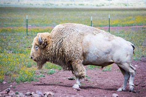 White bison - Apr 12, 2023 · GEORGE — Southern Utah welcomed a “one in a million” white bison calf to the Zion White Bison Resort and Zion Nature Park. The female calf was born on March 31 at 7 p.m. to the resort’s 5 ... 